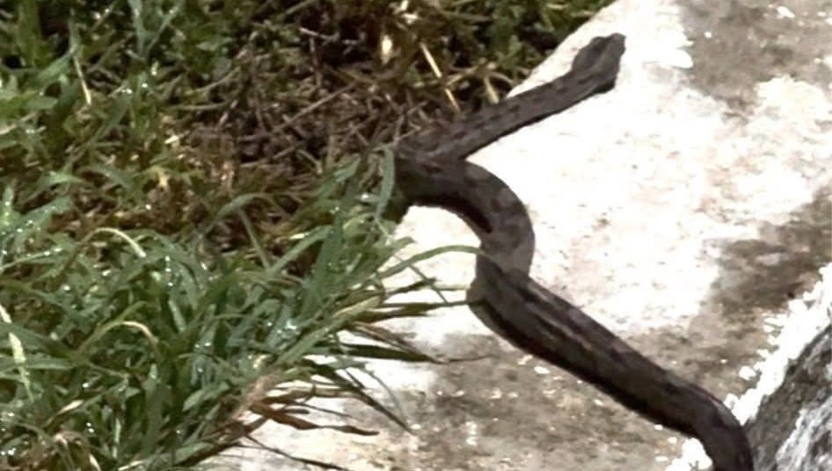Crías de boa constrictora no son venenosas, señalan.