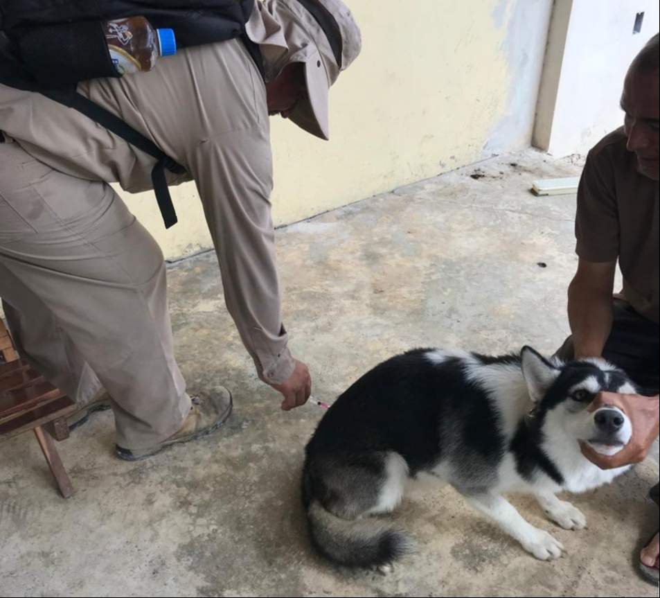 Jornada de vacunación antirrábica en Campeche Jornada de vacunación antirrábica en Campeche