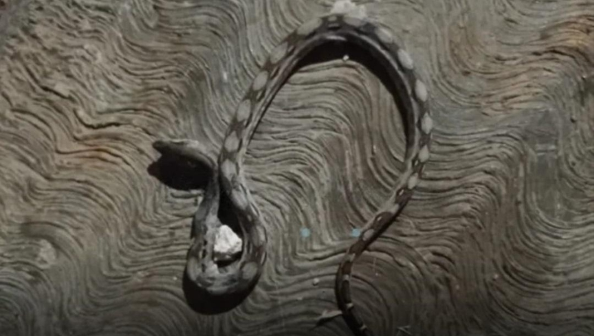 La serpiente que mordió a la menor en Ekmul no era venenosa La serpiente que mordió a la menor en Ekmul no era venenosa