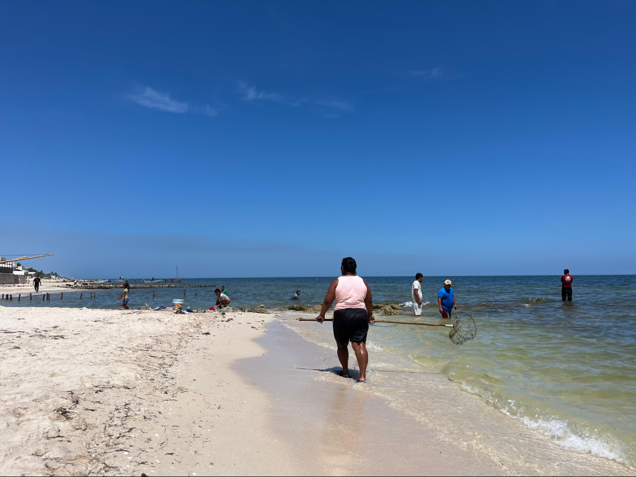   Brote de algas nocivas en Progreso, afecta a la fauna marina; recomiendan evitar el contacto con el mar   