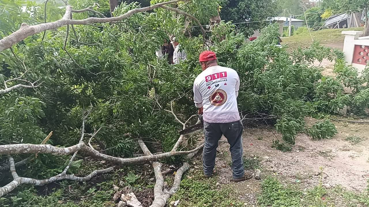 Protección Civil retira árbol caído tras lluvias en Escárcega Protección Civil retira árbol caído tras lluvias en Escárcega