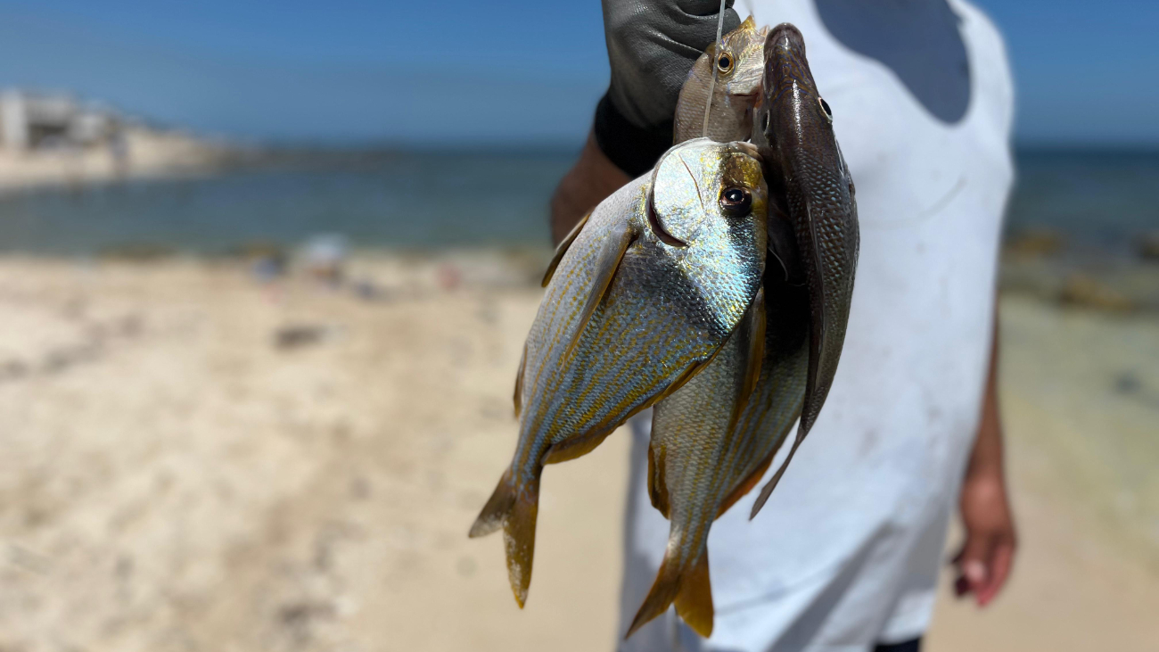 Algunas toxinas no se eliminan al cocinar los alimentos, por lo que el riesgo permanece incluso si el pescado o marisco está bien cocido Algunas toxinas no se eliminan al cocinar los alimentos, por lo que el riesgo permanece incluso si el pescado o marisco está bien cocido