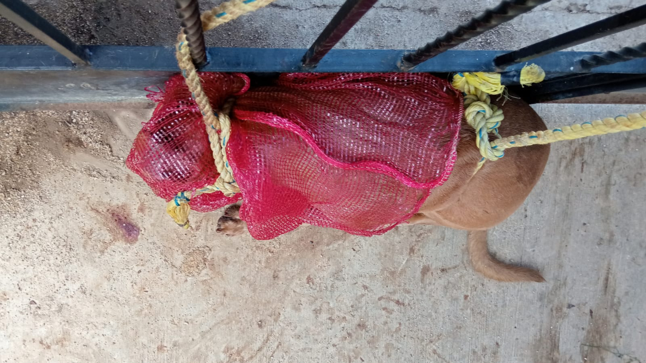 “Coffi” quedó bajo resguardo de las autoridades, que se encargarán de las diligencias correspondientes para determinar el destino del animal “Coffi” quedó bajo resguardo de las autoridades, que se encargarán de las diligencias correspondientes para determinar el destino del animal