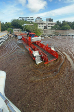 Se mantienen los trabajos para limpiar las costas del sargazo acumulado. Se mantienen los trabajos para limpiar las costas del sargazo acumulado.