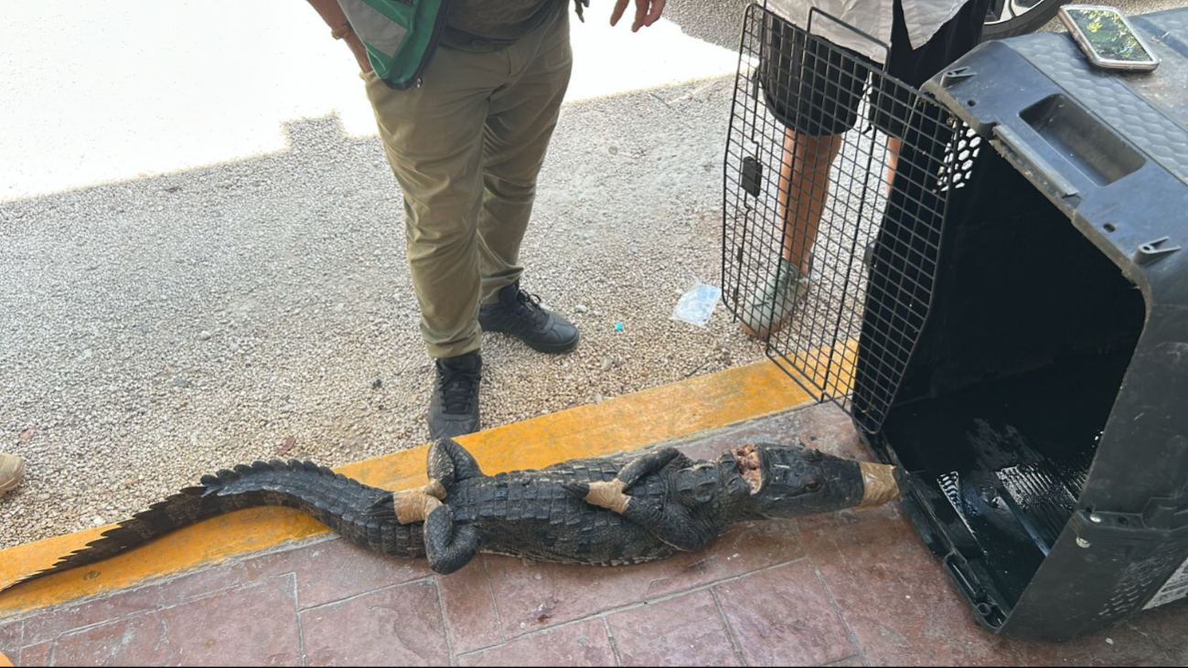 Autoridades recomendaron no atrapar este tipo de animales debido al riesgo Autoridades recomendaron no atrapar este tipo de animales debido al riesgo