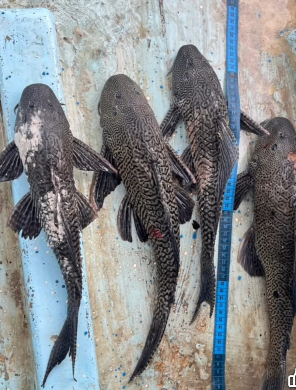   Capturan ocho ejemplares de pez diablo en la Laguna de Bacalar  