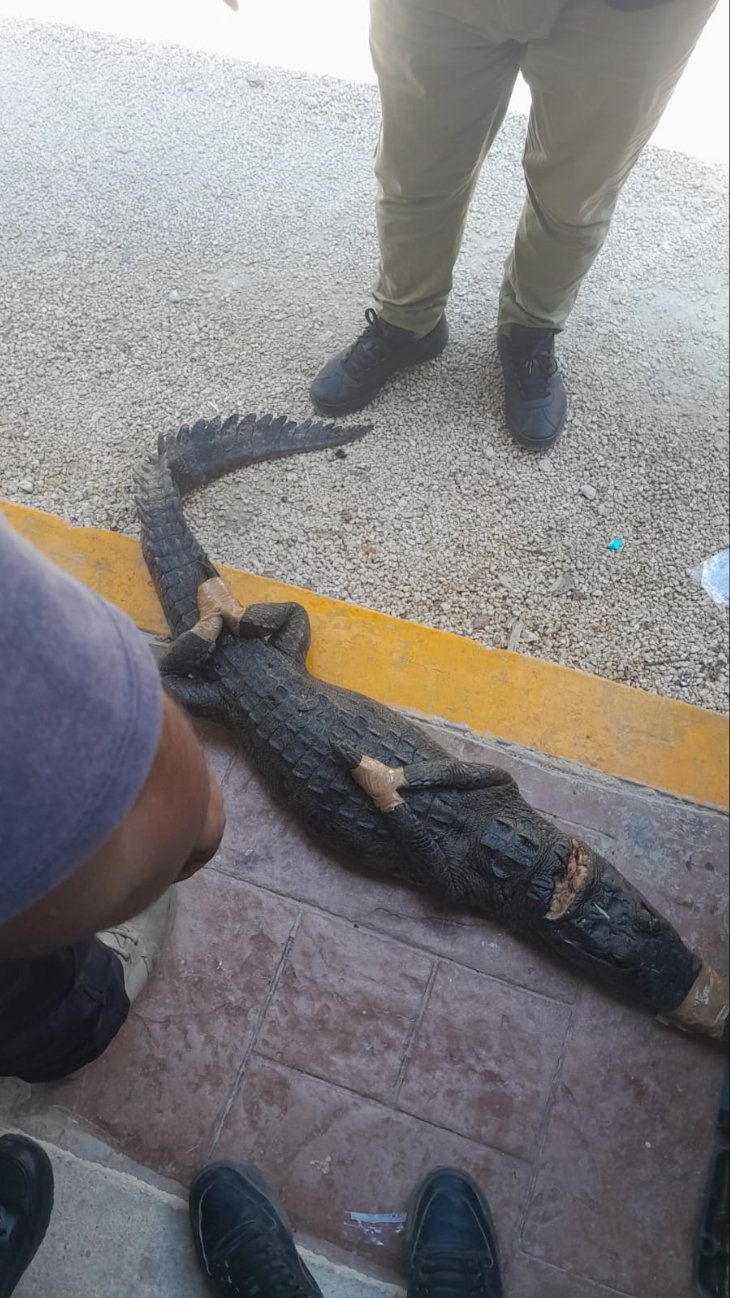 Tras su captura, el el animal fue entregado a la Dirección General de Protección Civil y Bomberos de Tulum Tras su captura, el el animal fue entregado a la Dirección General de Protección Civil y Bomberos de Tulum