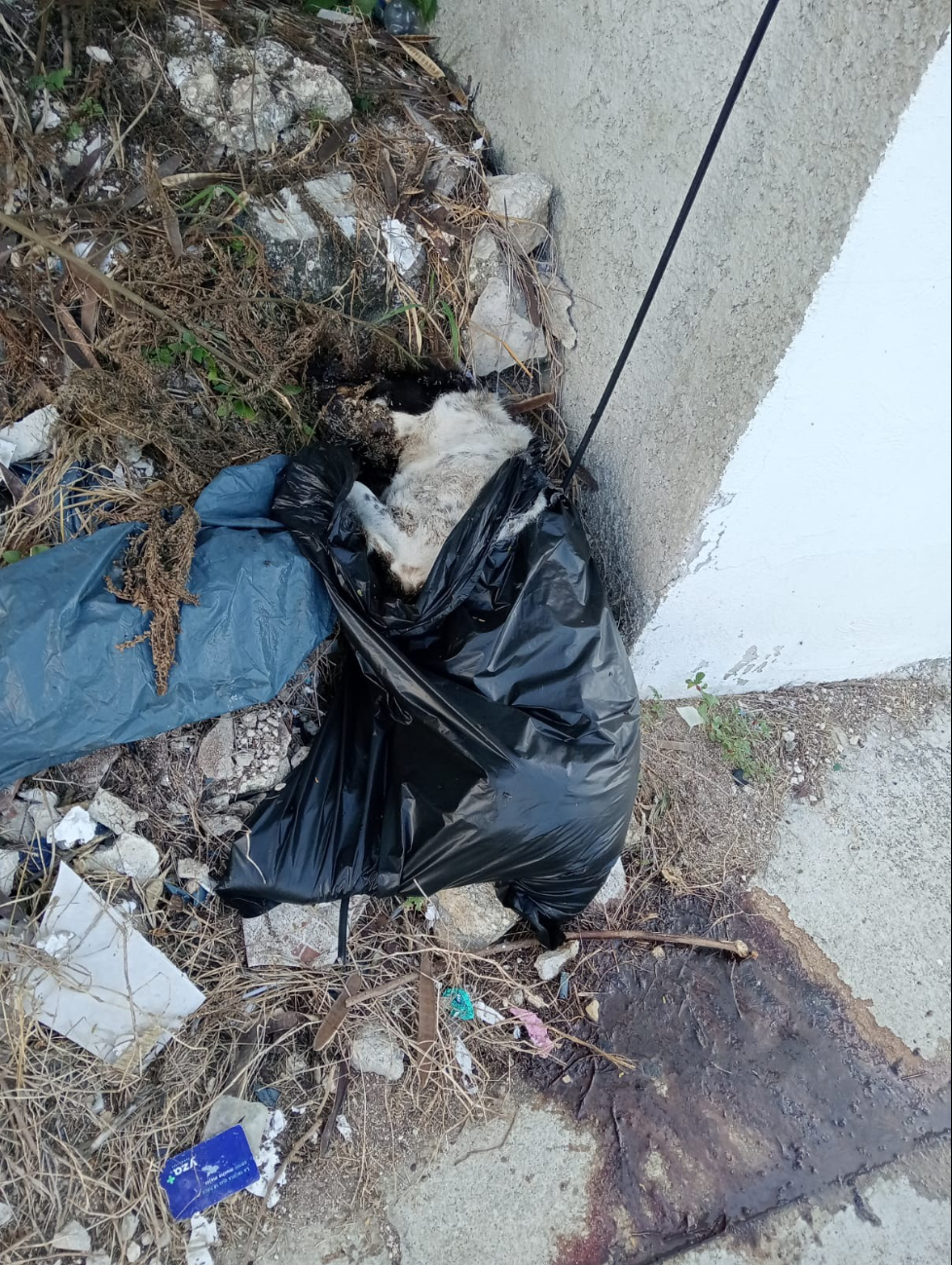 Vecinos de Pacto Obrero se indignan por cadáver de perro tirado en vía pública de Chetumal Vecinos de Pacto Obrero se indignan por cadáver de perro tirado en vía pública de Chetumal