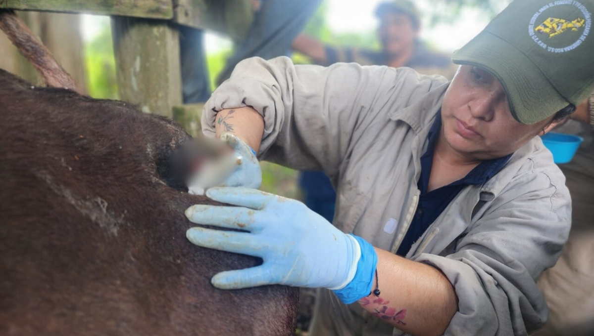 Detectan brote de gusano barrenador en Bacalar; autoridades llaman a la prevención
