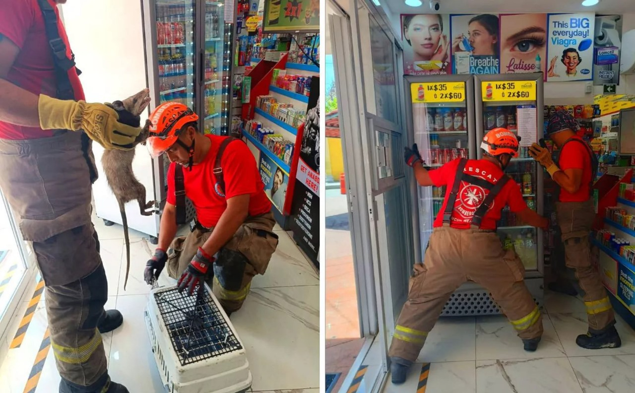 El más reciente fue el de un tlacuache que quedó atrapado detrás de un refrigerador