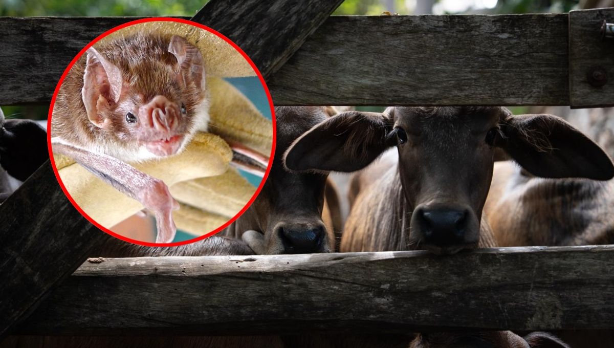 Especialistas destacaron la importancia de equilibrar la sanidad pecuaria con la conservación ambiental