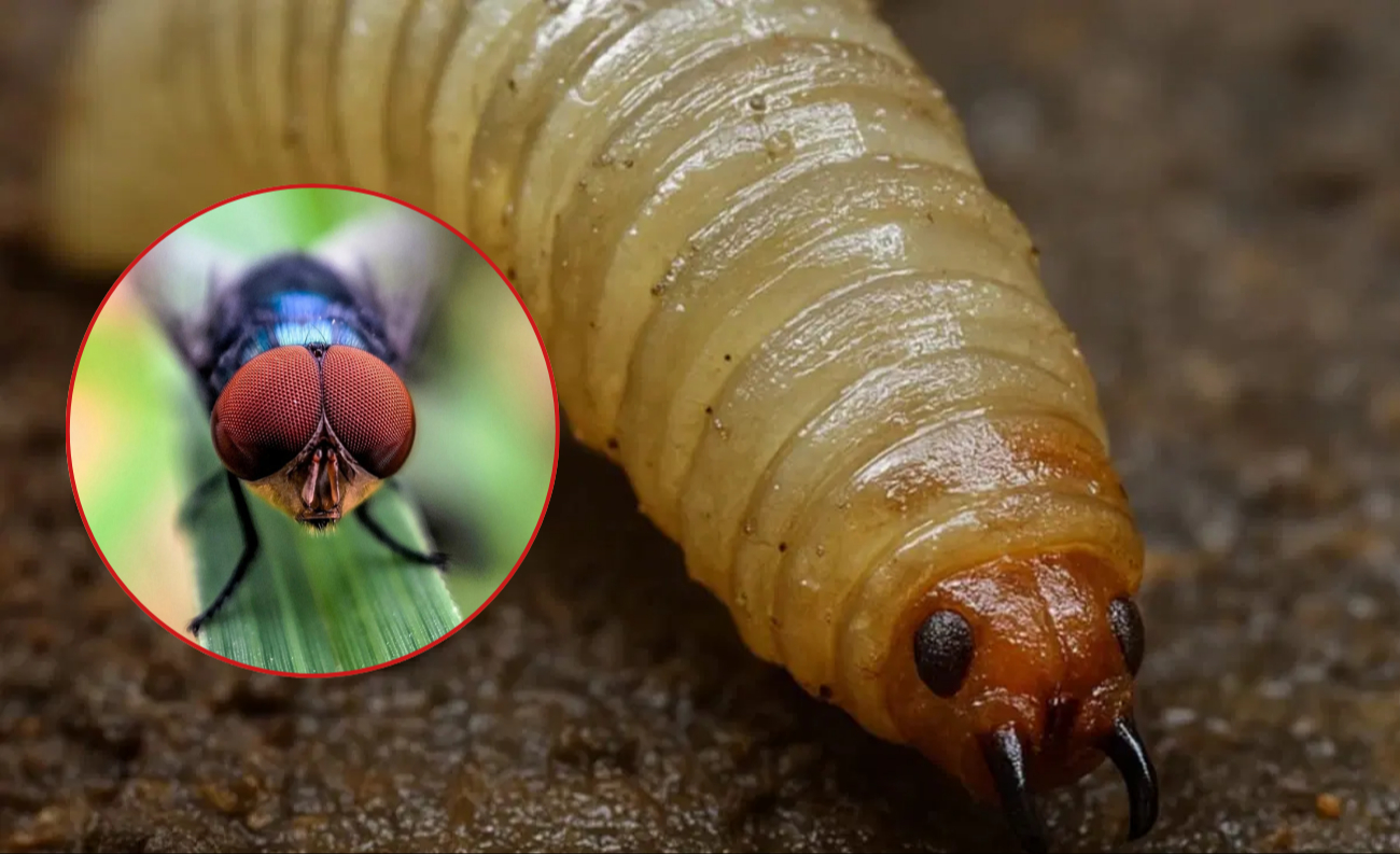 La mosca causaría la interrupción del ciclo reproductivo del insecto hasta lograr una reducción sostenida de la población La mosca causaría la interrupción del ciclo reproductivo del insecto hasta lograr una reducción sostenida de la población