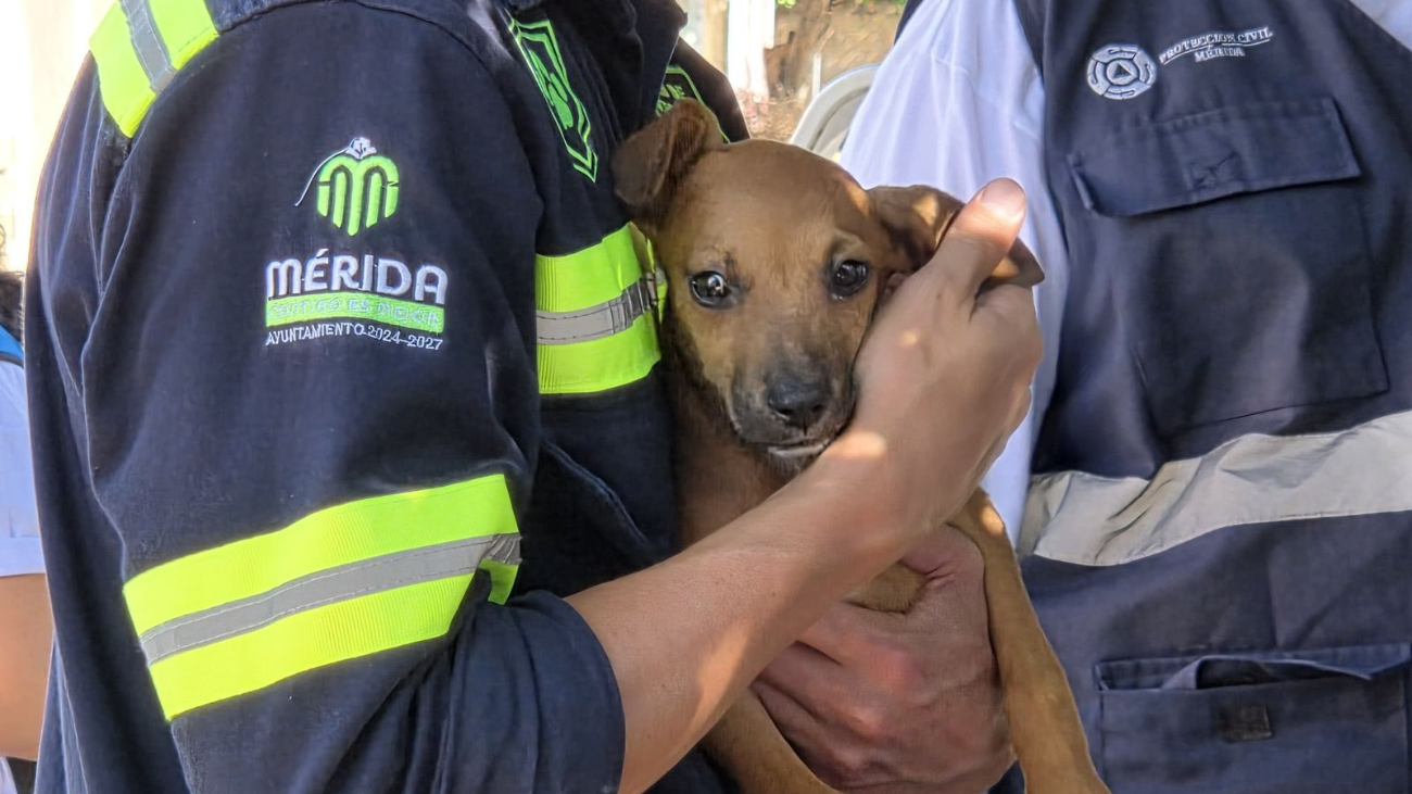 Los cachorros recibirán atención médica y serán integrados al programa de adopciones Los cachorros recibirán atención médica y serán integrados al programa de adopciones