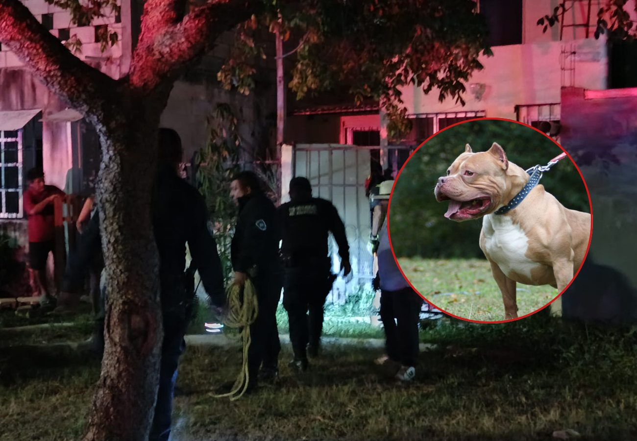 Uno de los canes regresó a su domicilio, mientras que el otro sigue sin ser localizado Uno de los canes regresó a su domicilio, mientras que el otro sigue sin ser localizado