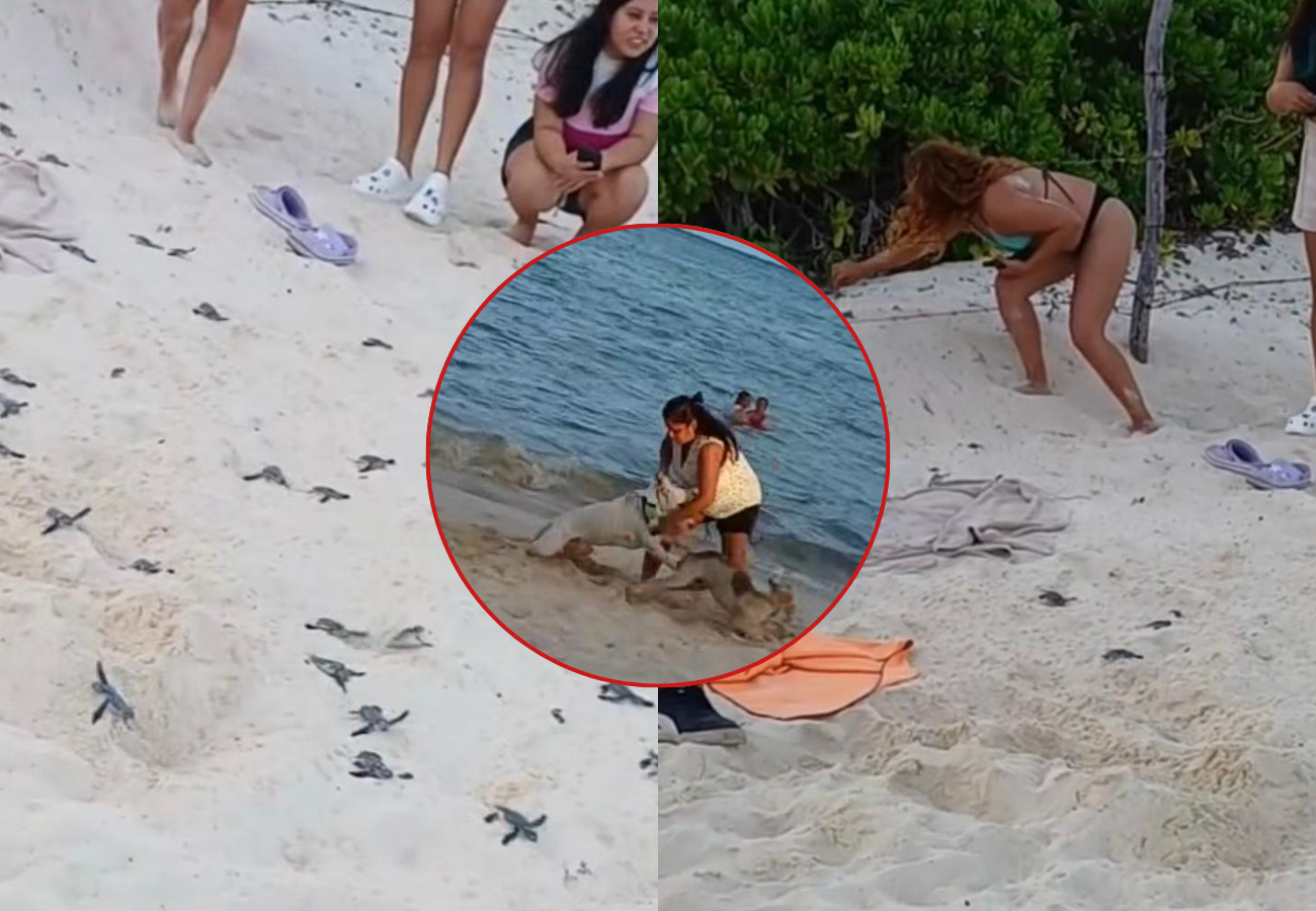 Algunas mascotas intentaron atacar a las crías de tortuga