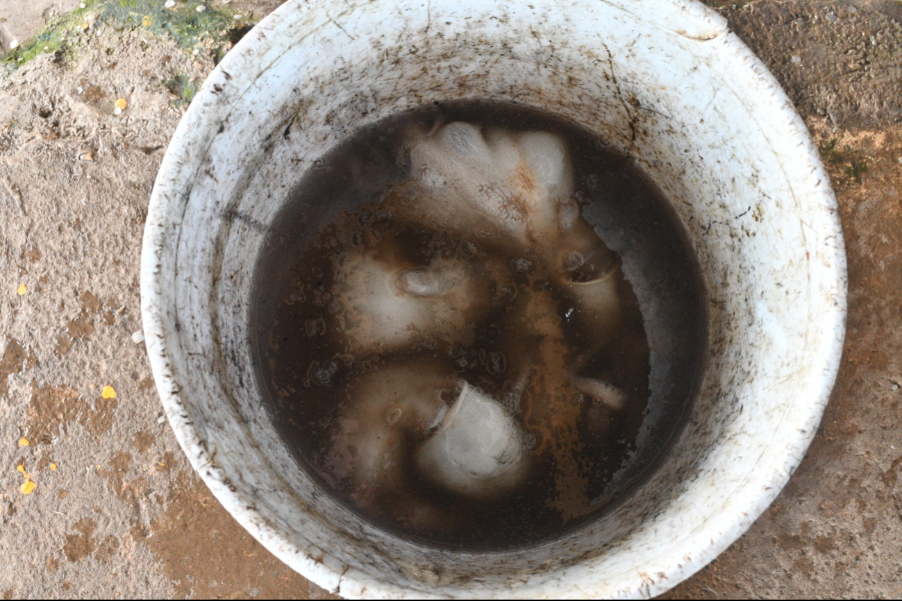 La reducción se atribuye principalmente a pesca ilegal y saqueo durante la veda.