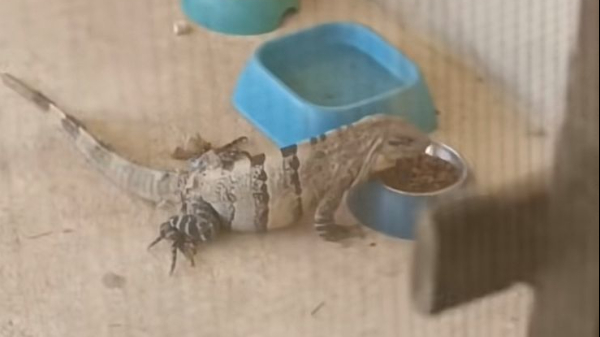 Los Toloks son reptiles comunes en la Península de Yucatán