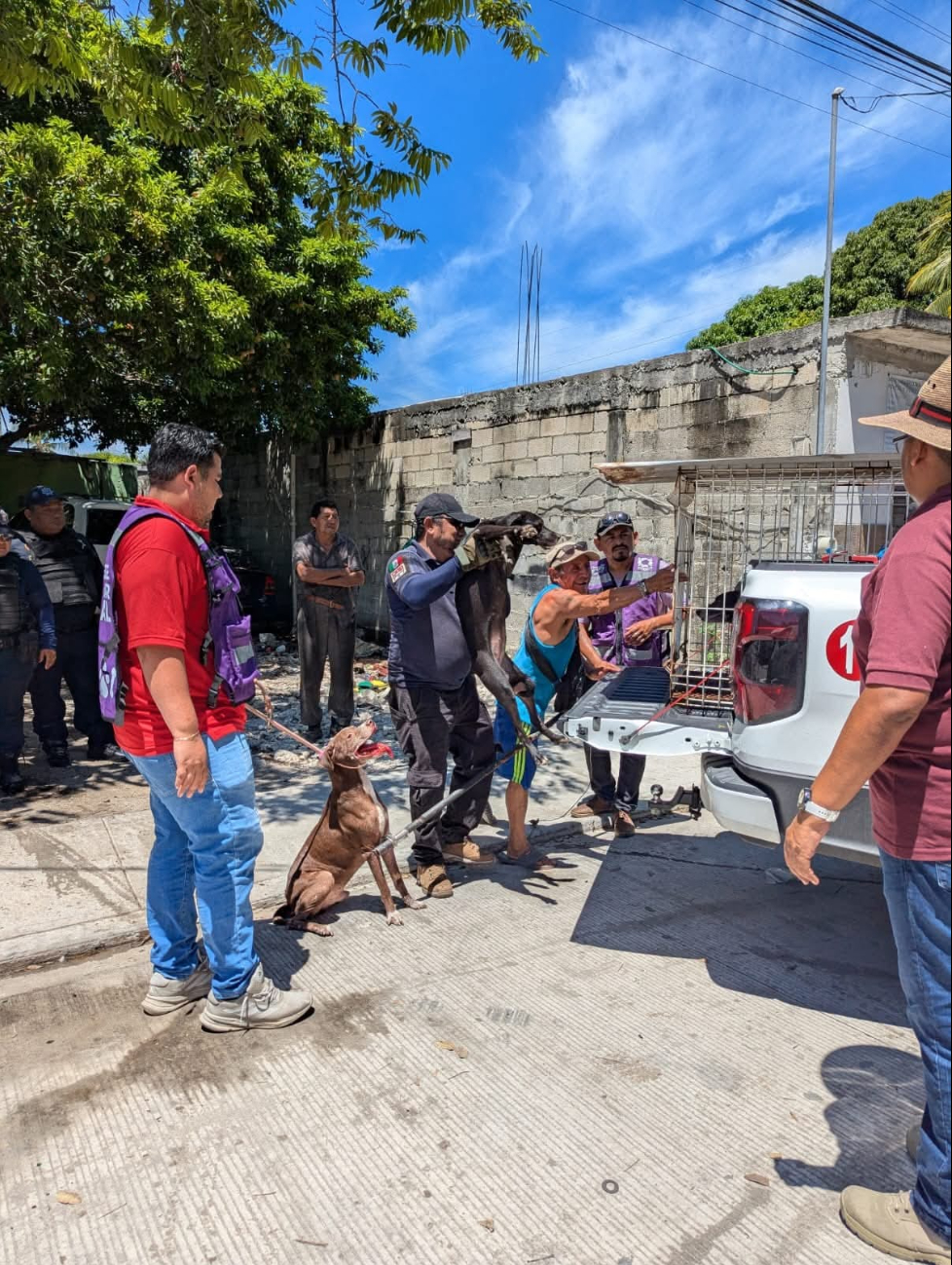 Rescate de perros y tortugas revela grave caso de abandono en Campeche