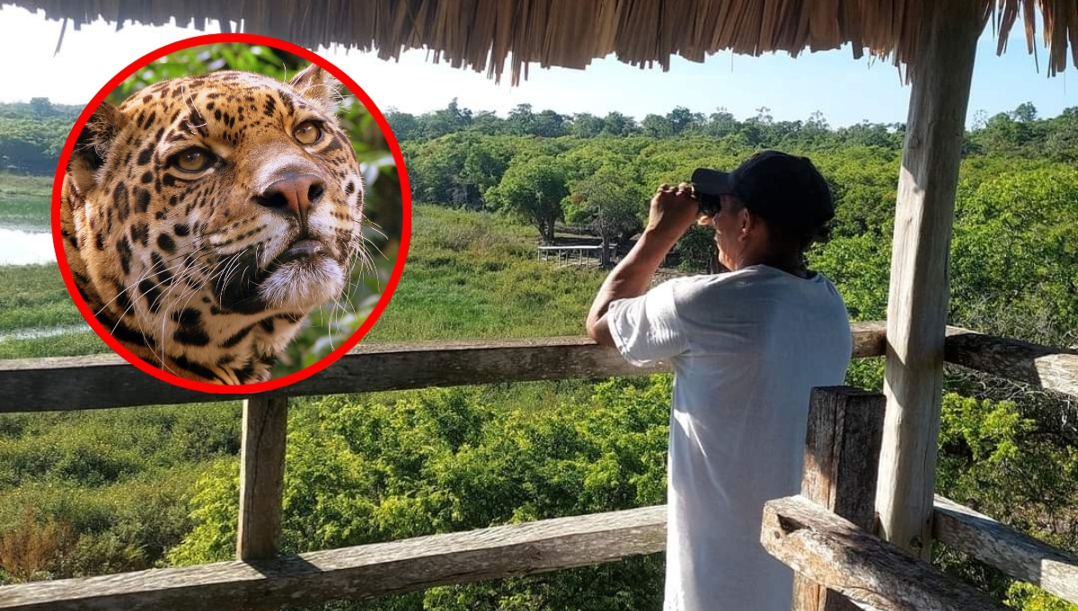 Ejidatarios de Popolnah, Yucatán, unen esfuerzos para conservar al jaguar 