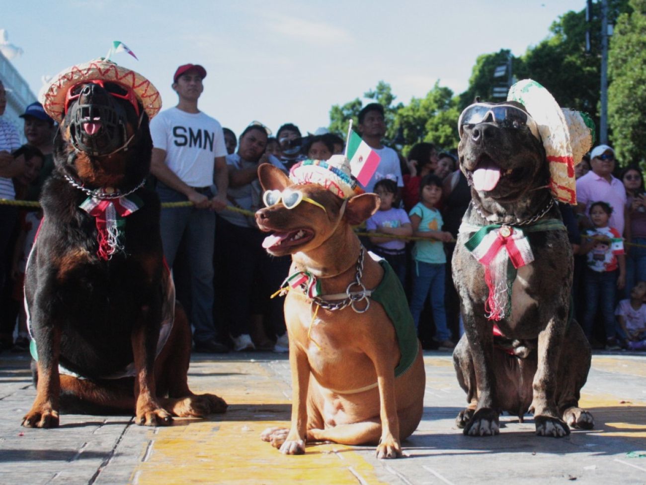 Perros acaparan la atención en el tradicional Desfile Cívico Militar de Mérida