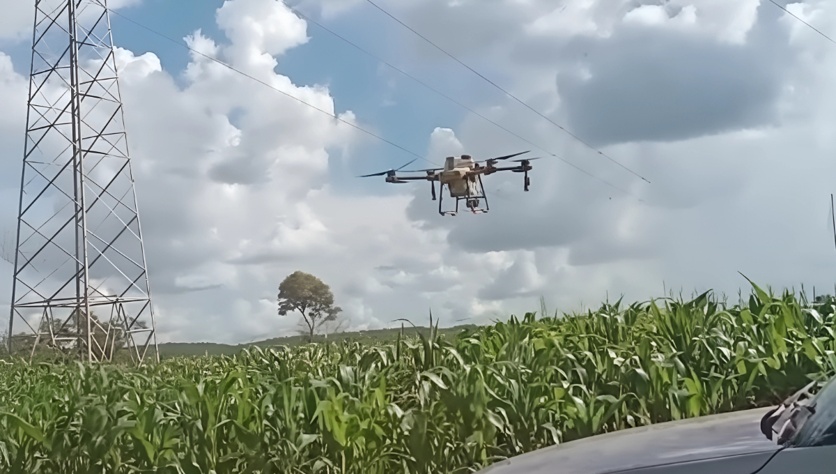 Campesinos de Campeche usan drones para combatir al gusano cogollero