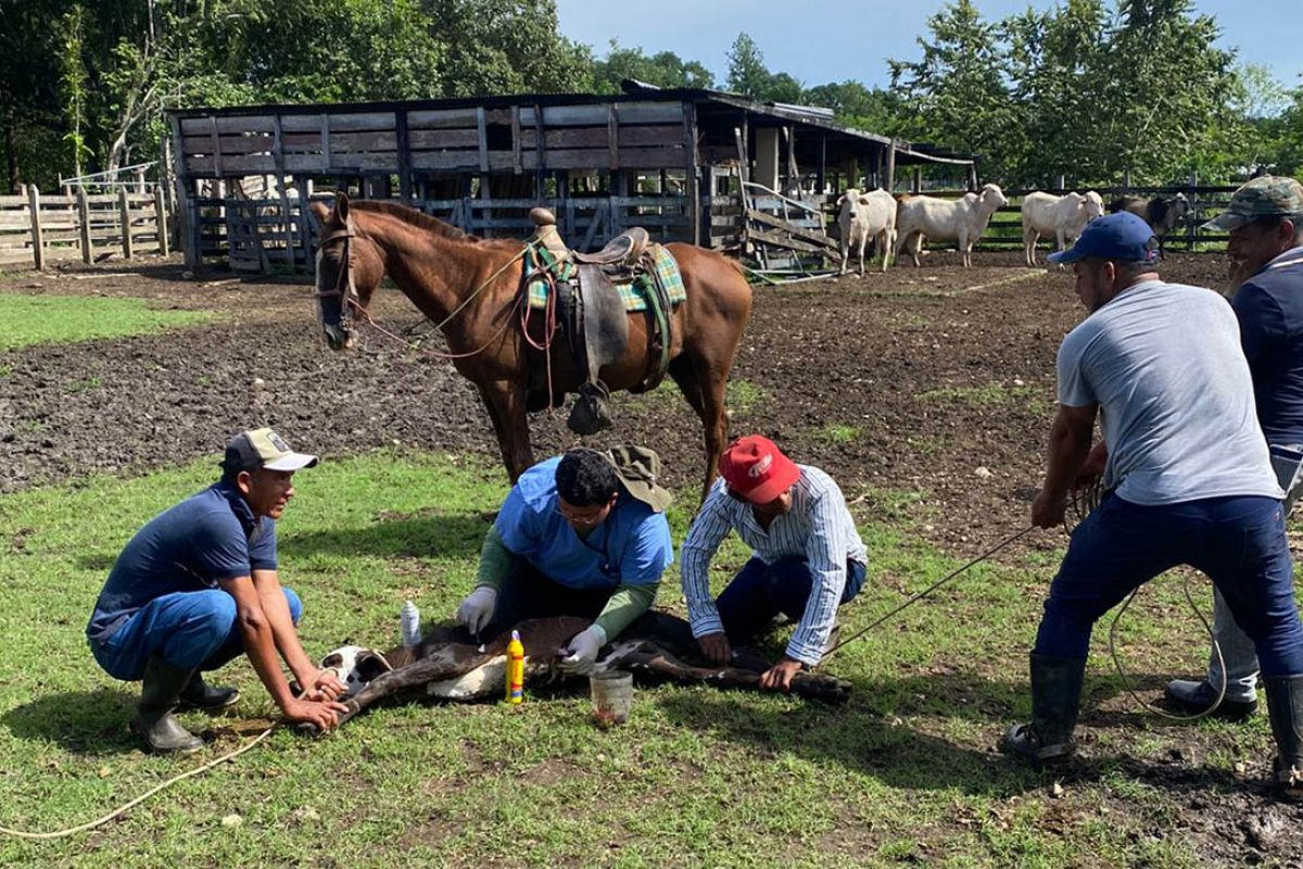 Ganaderos reciben capacitación para prevenir la propagación en heridas de los animales.
