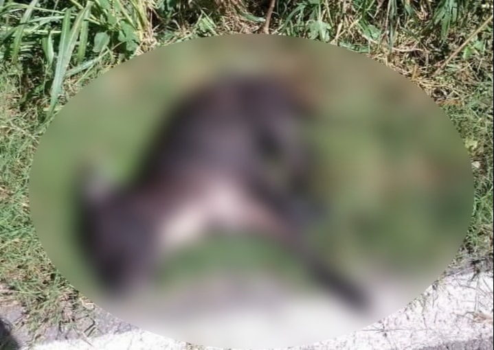 La agresión fue tan brutal que el animal murió en plena vía pública