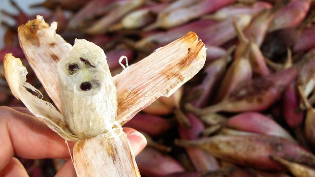 Su sabor es parecido al de la piña y de ahí proviene su nombre