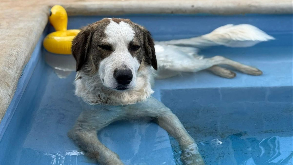 El presunto responsable había amenazado previamente con cometer actos de crueldad contra el animal