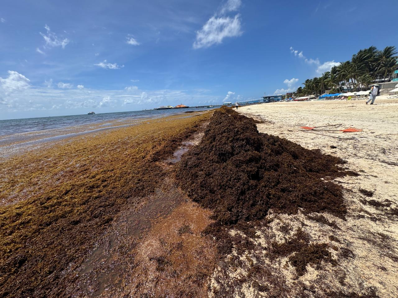 Playa del Carmen fue un destino muy golpeado, con más de 30 mil t retiradas
