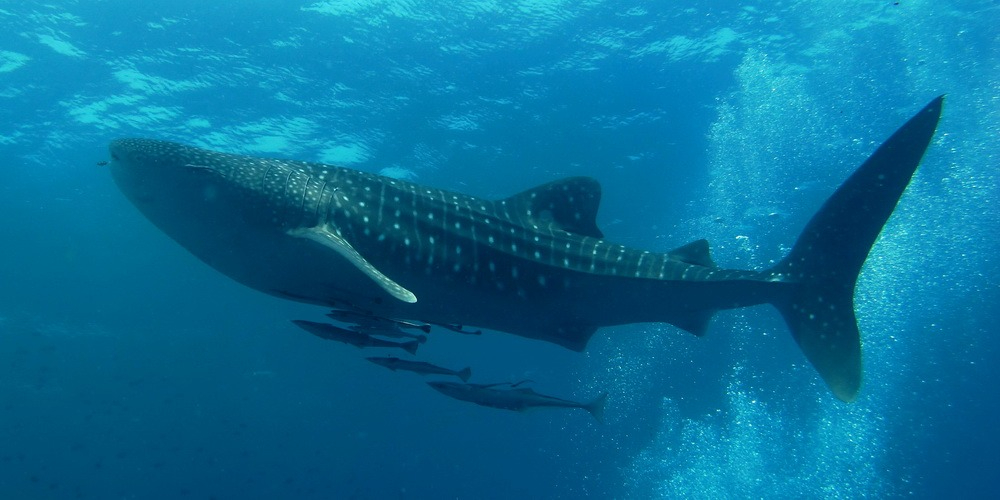 Septiembre marca el fin de la temporada de avistamiento del tiburón ballena