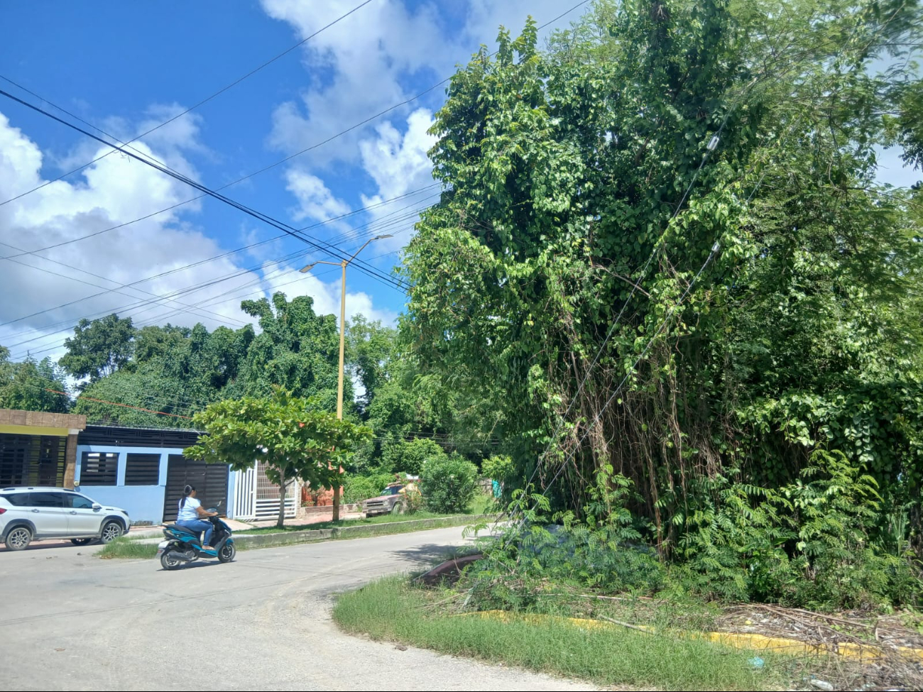 Vecinos denuncian riesgo latente por enjambre de abejas en Campeche