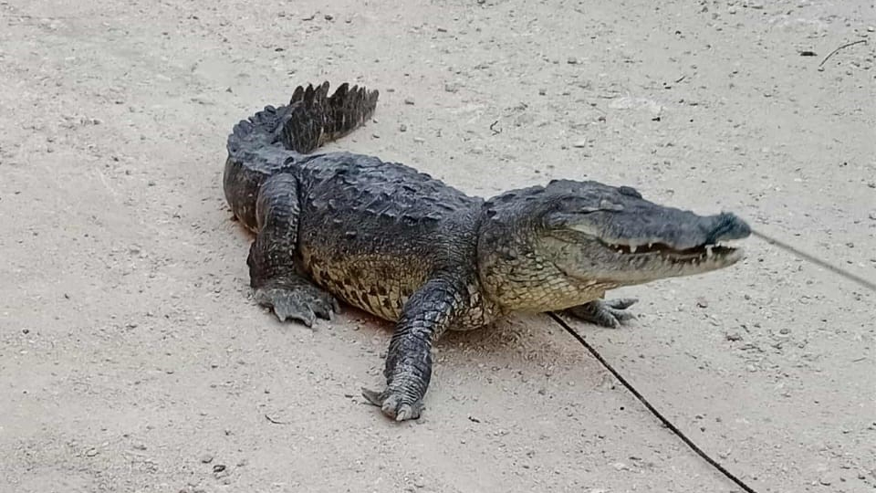 Tan solo en los últimos tres meses se han registrado al menos cuatro incidentes con cocodrilos en predios habitacionales
