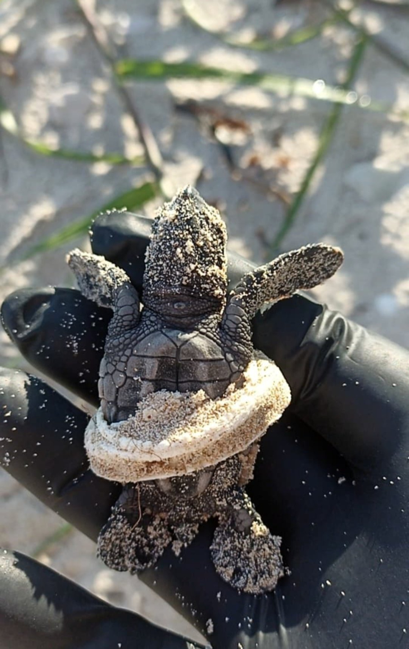 Hallan tortuga marina atrapada en plástico en Campeche; exigen frenar contaminación Hallan tortuga marina atrapada en plástico en Campeche; exigen frenar contaminación