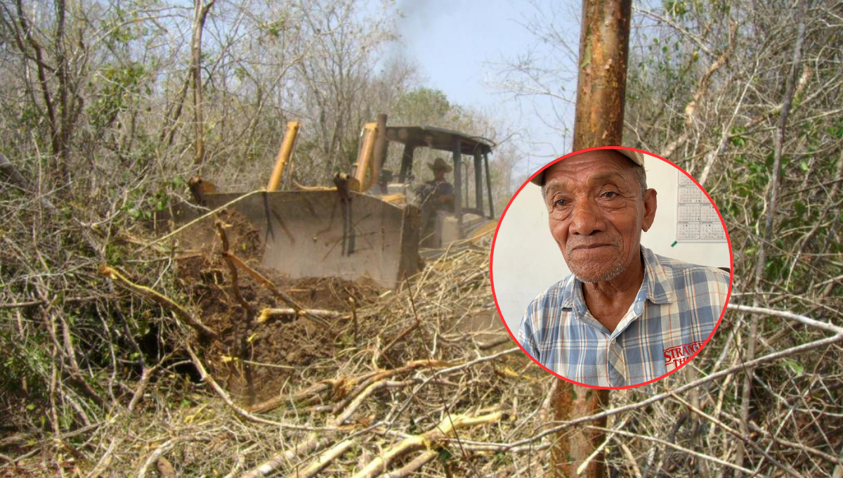 Apicultor de Hopelchén atribuye desmontes a acuerdos entre cheneros y menonitas Apicultor de Hopelchén atribuye desmontes a acuerdos entre cheneros y menonitas