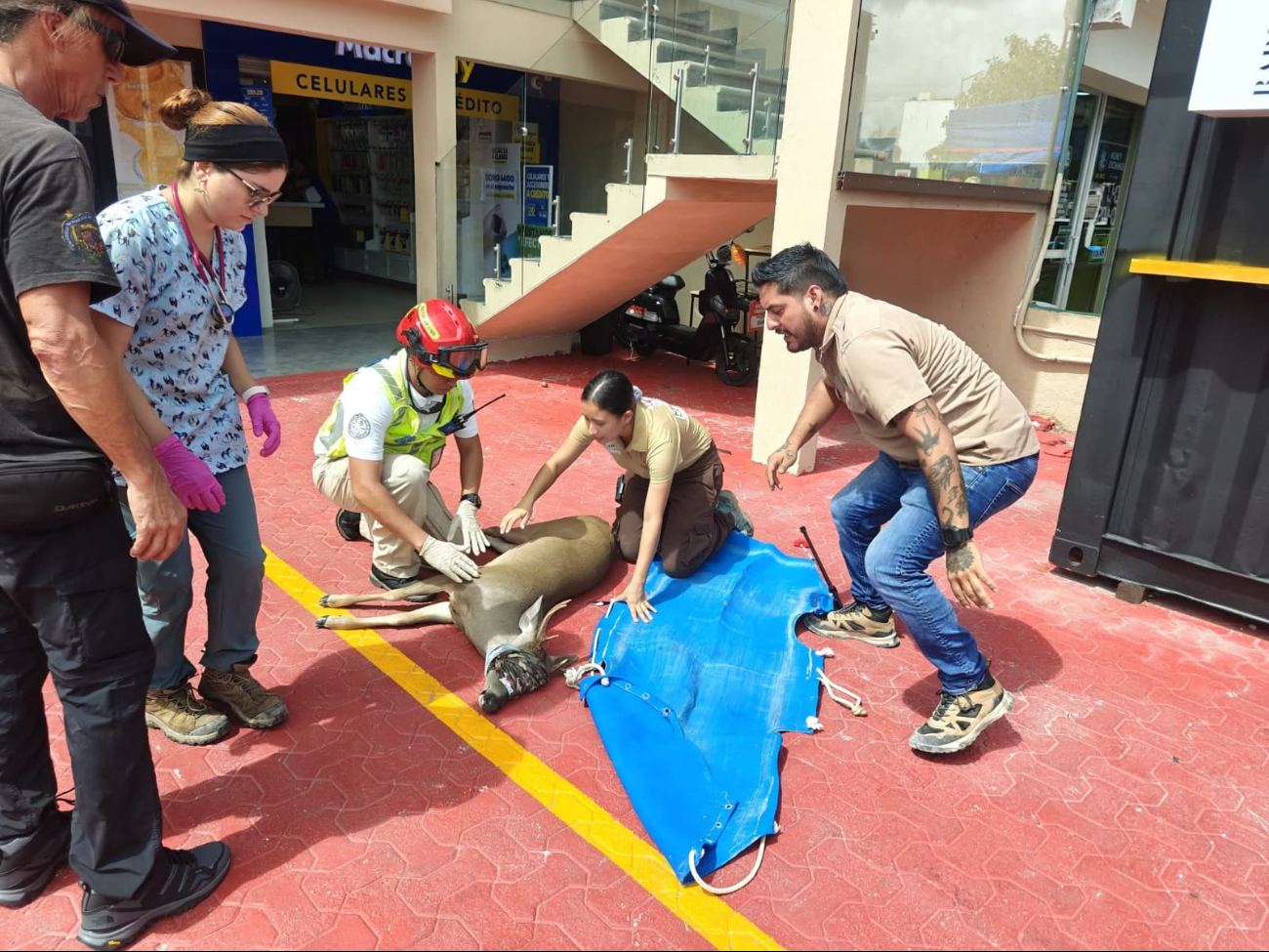 El ejemplar fue entregado a Profepa para su evaluación y reubicación.