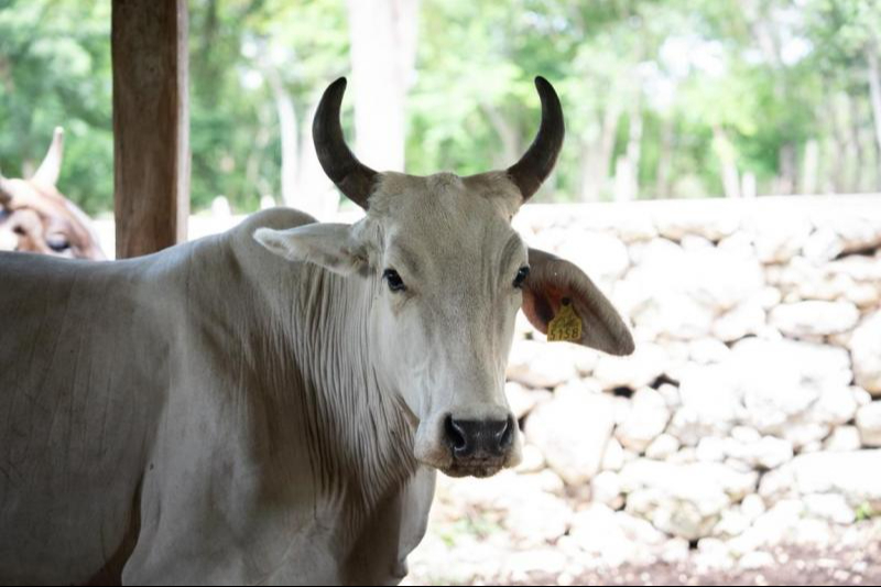 La institución recordó que cualquier animal de sangre caliente puede ser afectado si no se atienden a tiempo las heridas