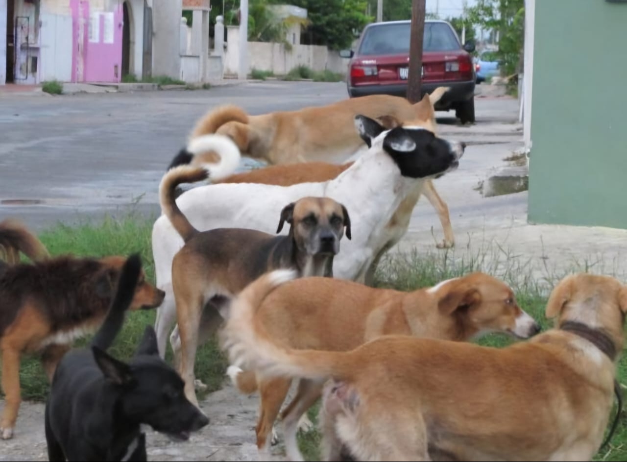 Los animales merodean zonas céntricas y periféricas, incluyendo el mercado municipal y avenidas principales. Los animales merodean zonas céntricas y periféricas, incluyendo el mercado municipal y avenidas principales.