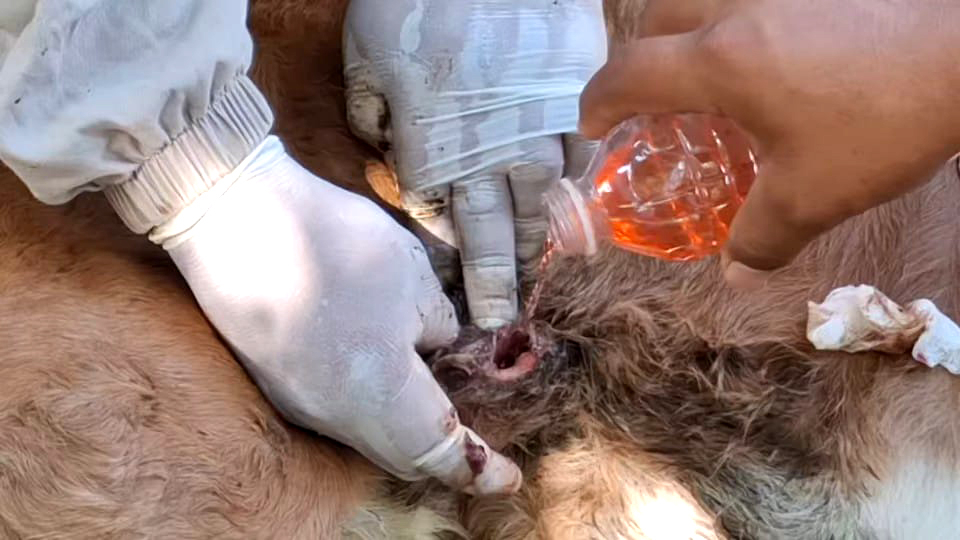 Productores realizan curaciones en los animales y esperan un cargamento de moscas estériles desde Chiapas para reforzar el combate.