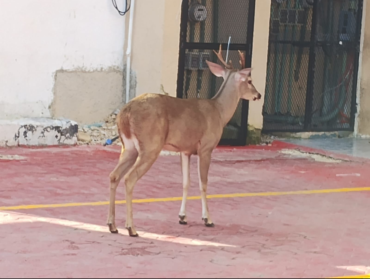 Venado desorientado apareció en la intersección de Avenida Juárez y Calle 30, en la Colonia Centro de Playa del Carmen.