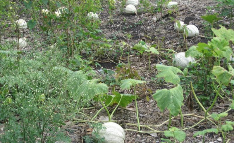 Aunque no hay un estimado de la producción, la chigua genera buenas ganancias