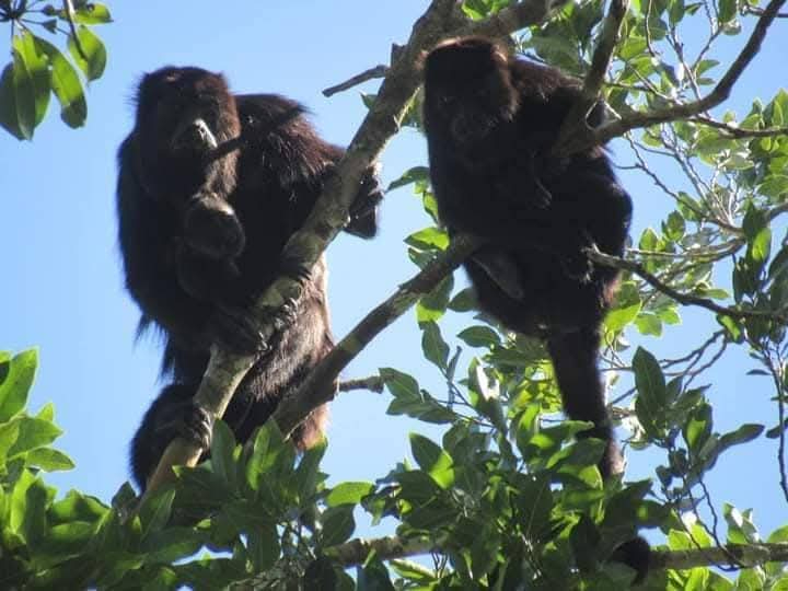 Esta especie considerada de particular belleza se encuentra en peligro de extinción, pero aún se pueden ver en los árboles. Esta especie considerada de particular belleza se encuentra en peligro de extinción, pero aún se pueden ver en los árboles.