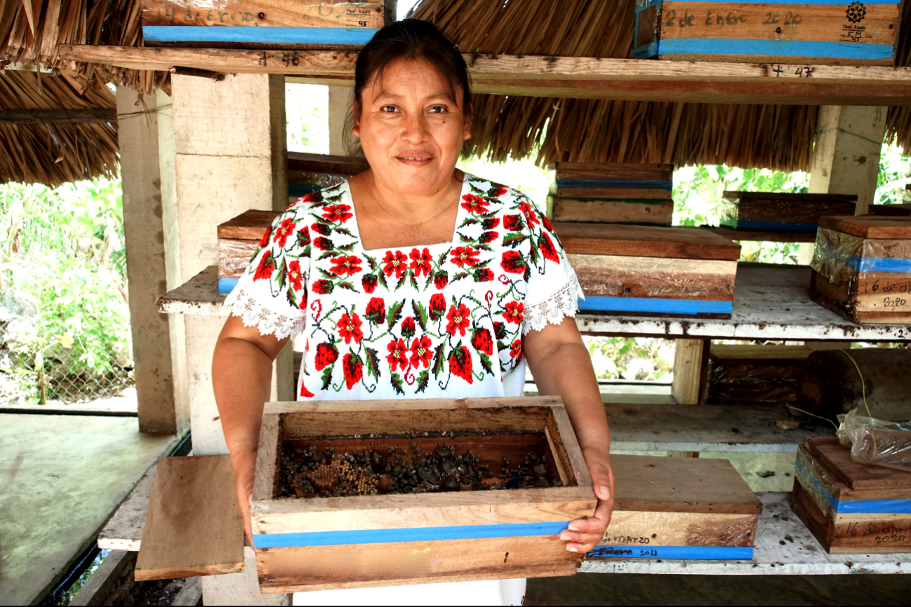  Mujeres  mayas de Quintana Roo se abren camino en mercados nacionales con la miel melipona 