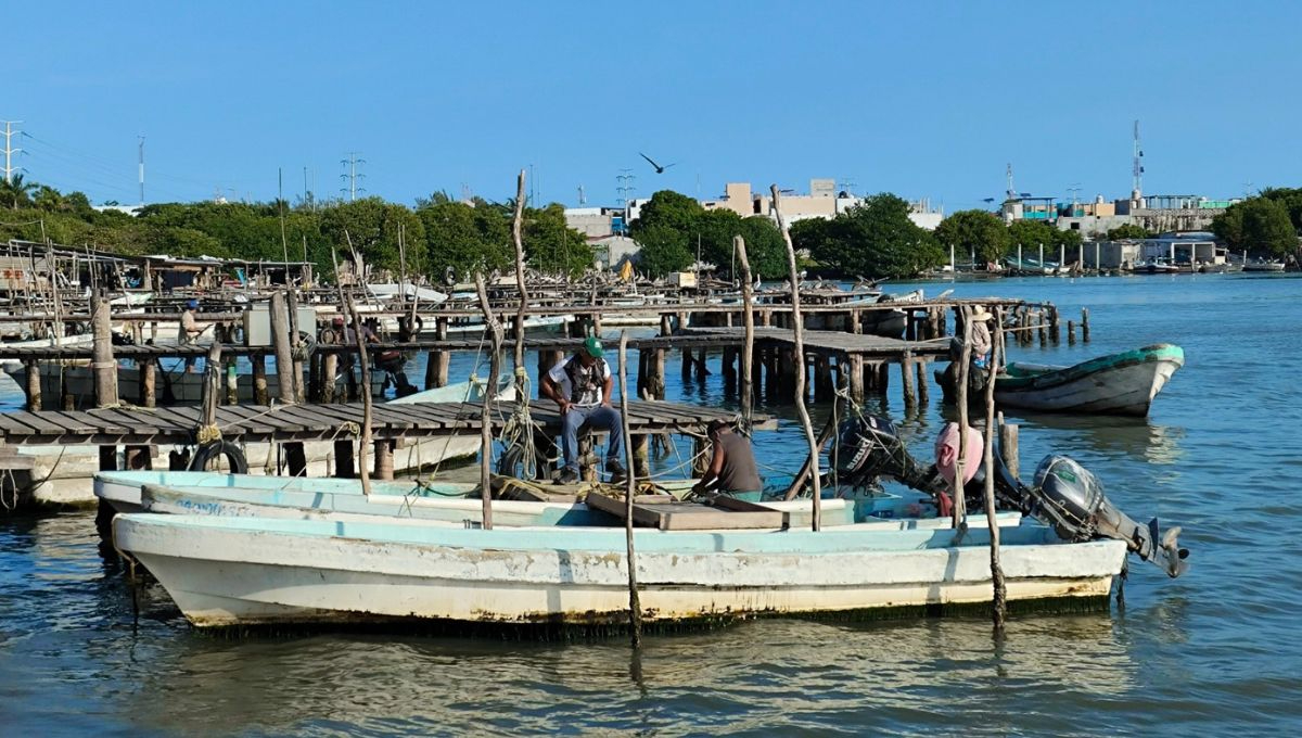 Pescadores de Ciudad del Carmen se preparan para levantar la veda del camarón siete barbas