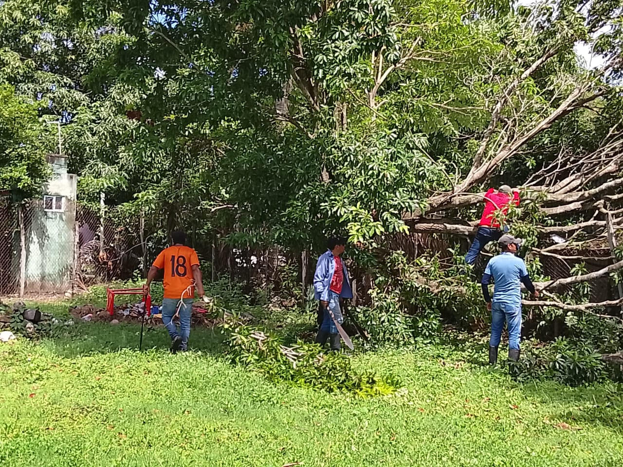 Árbol de mango cae sobre vivienda y kínder en Santa Isabel, Palizada