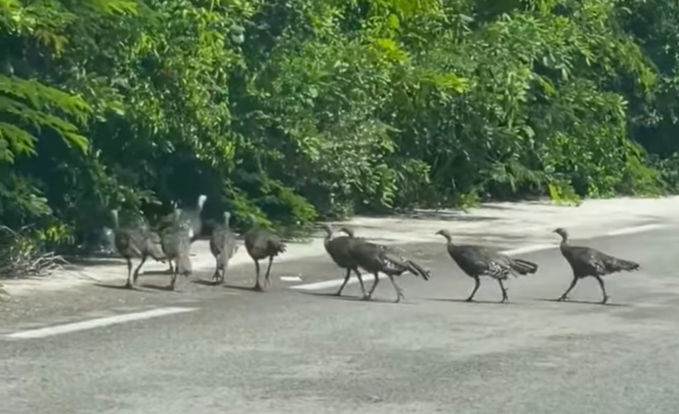 Los habitantes de Sisal vieron cómo las aves cruzaban la carretera.