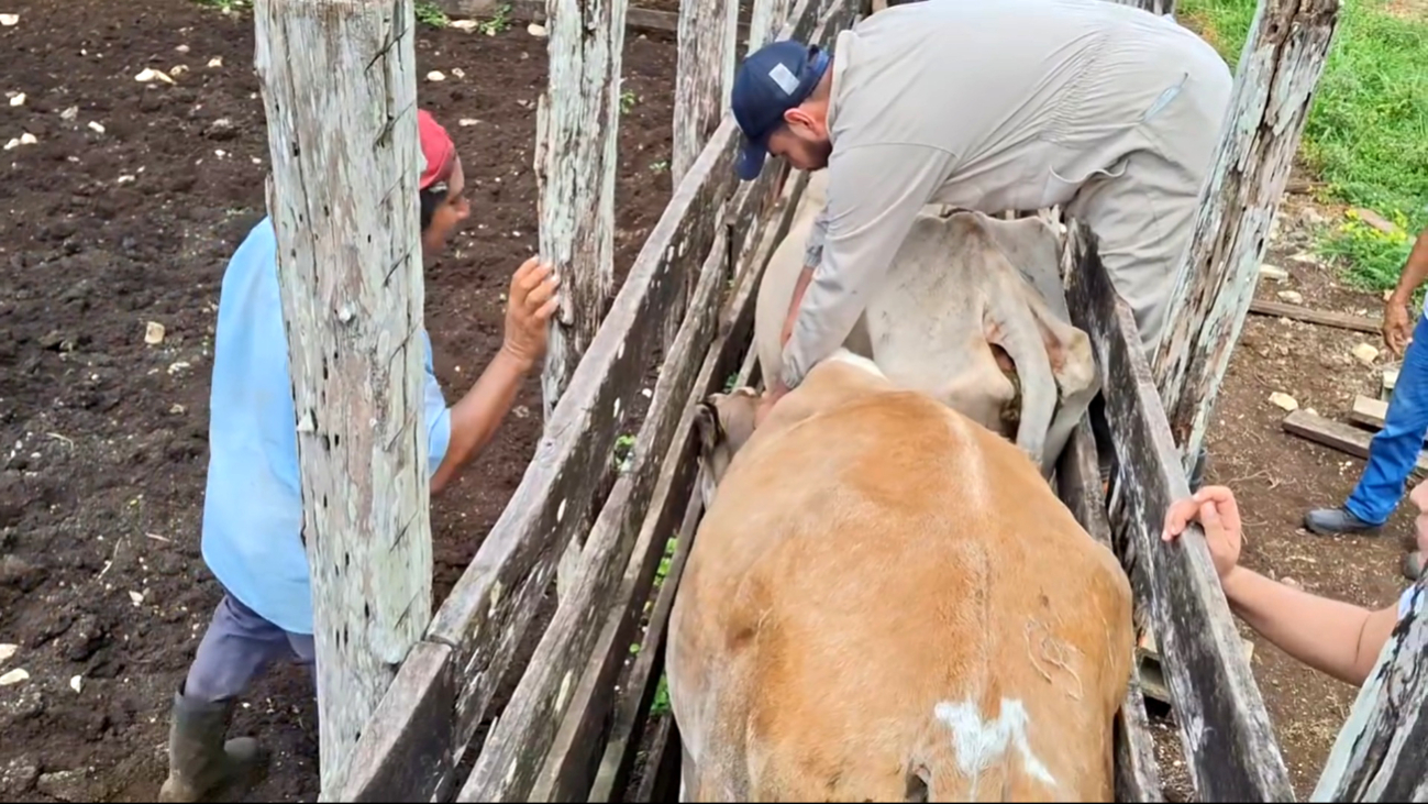 Para afrontar la situación se da tratamiento eficaz al 100% de los animales infectados