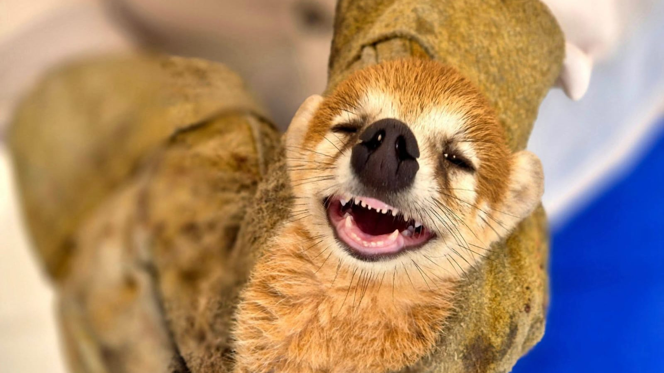 Asociaciones de protección animal y ambiental promueven campañas de concientización para fomentar la coexistencia responsable