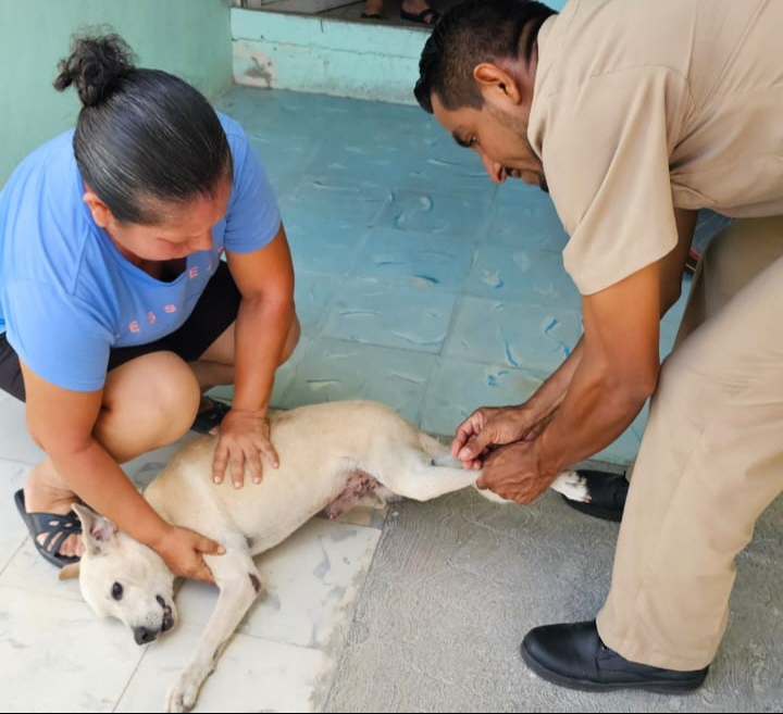 La Secretaría de Salud de Campeche realizará una jornada gratuita de vacunación antirrábica este viernes 26 de septiembre.