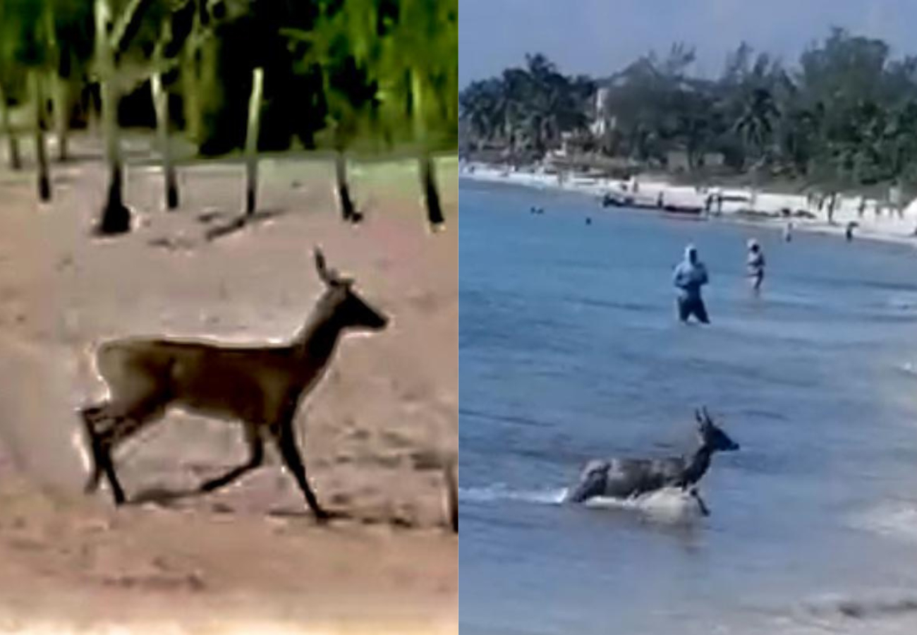 La aparición asombró a playenses como a turistas que se encontraban en el sitio